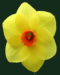 Rowell Fair Daffodil Bulb