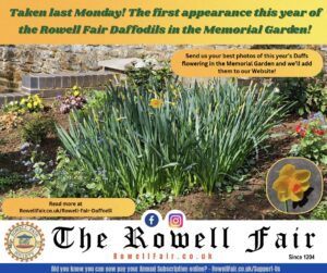 Read more about the article A Splash of Daffs?